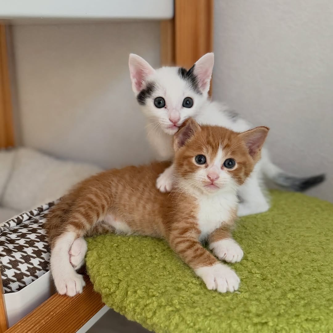 Post 8 by nekodea＊宿と猫 on Instagram (carousel)