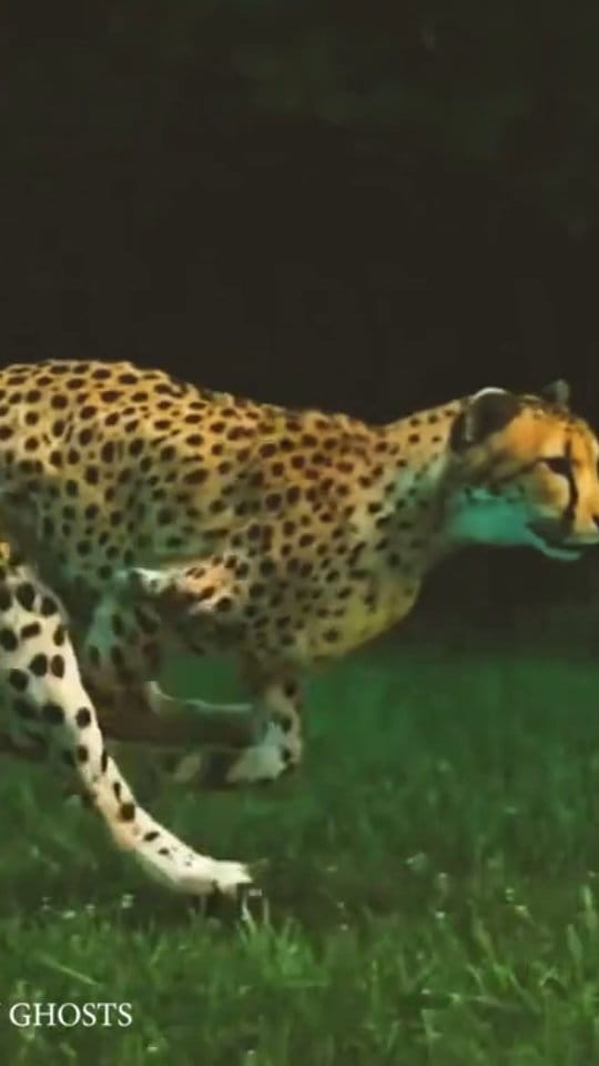 Post 2 by AVI DEANO SHALEM | Musician | Actor on Instagram (video)