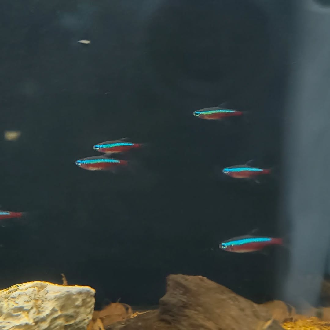 Post 8 by BlackWater Aquatics | Online Petstore on Instagram (image)