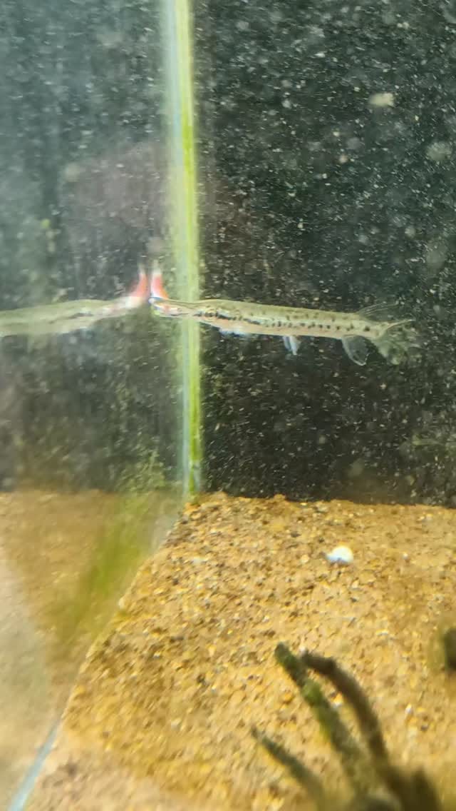 Post 3 by BlackWater Aquatics | Online Petstore on Instagram (video)
