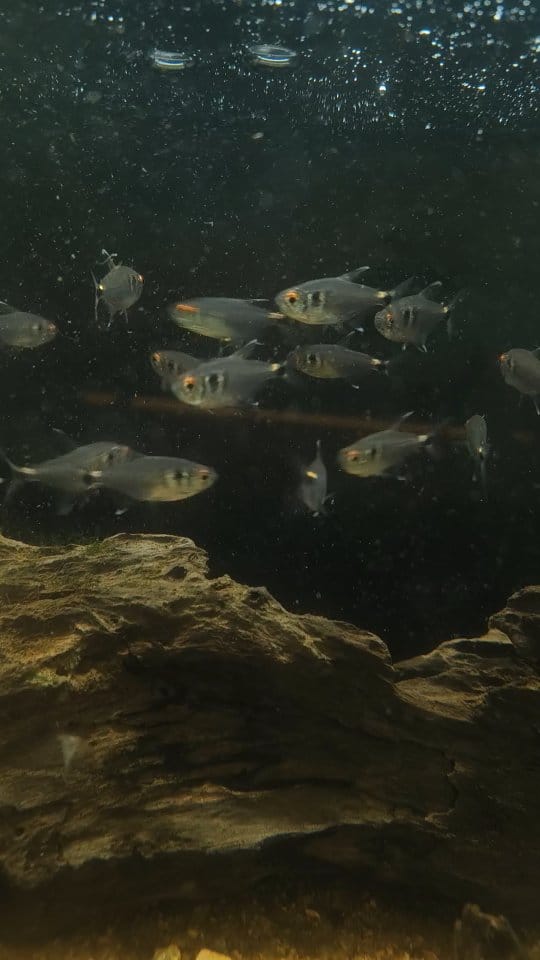 Post 7 by BlackWater Aquatics | Online Petstore on Instagram (video)