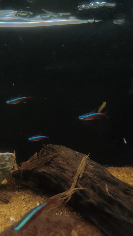 Post 4 by BlackWater Aquatics | Online Petstore on Instagram (video)