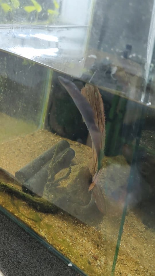 Post 9 by BlackWater Aquatics | Online Petstore on Instagram (video)