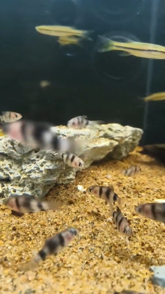 Post 6 by BlackWater Aquatics | Online Petstore on Instagram (video)