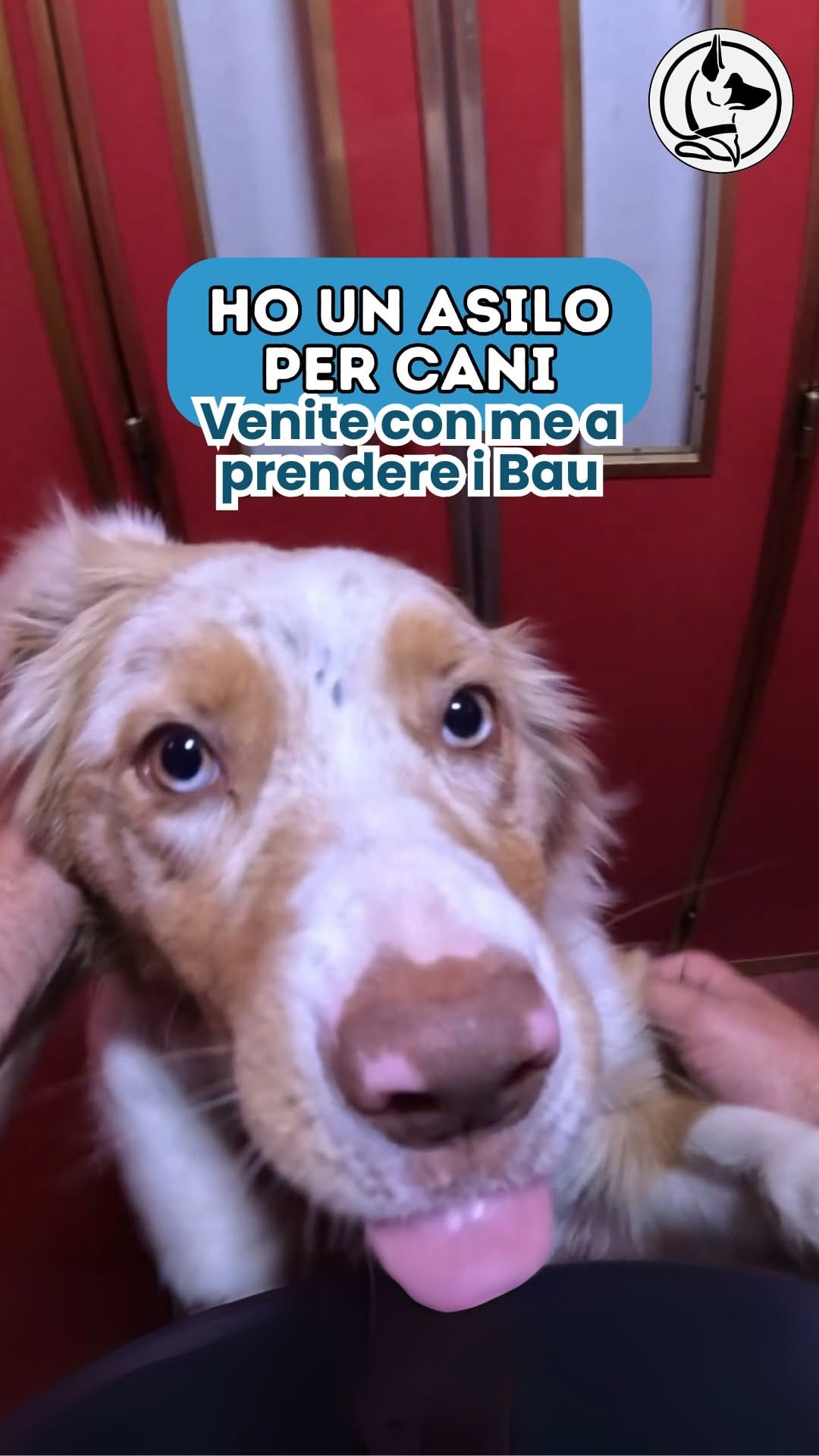 Post 8 by L’Asilo per cani di Alessandro il Dogsitter on Instagram (video)
