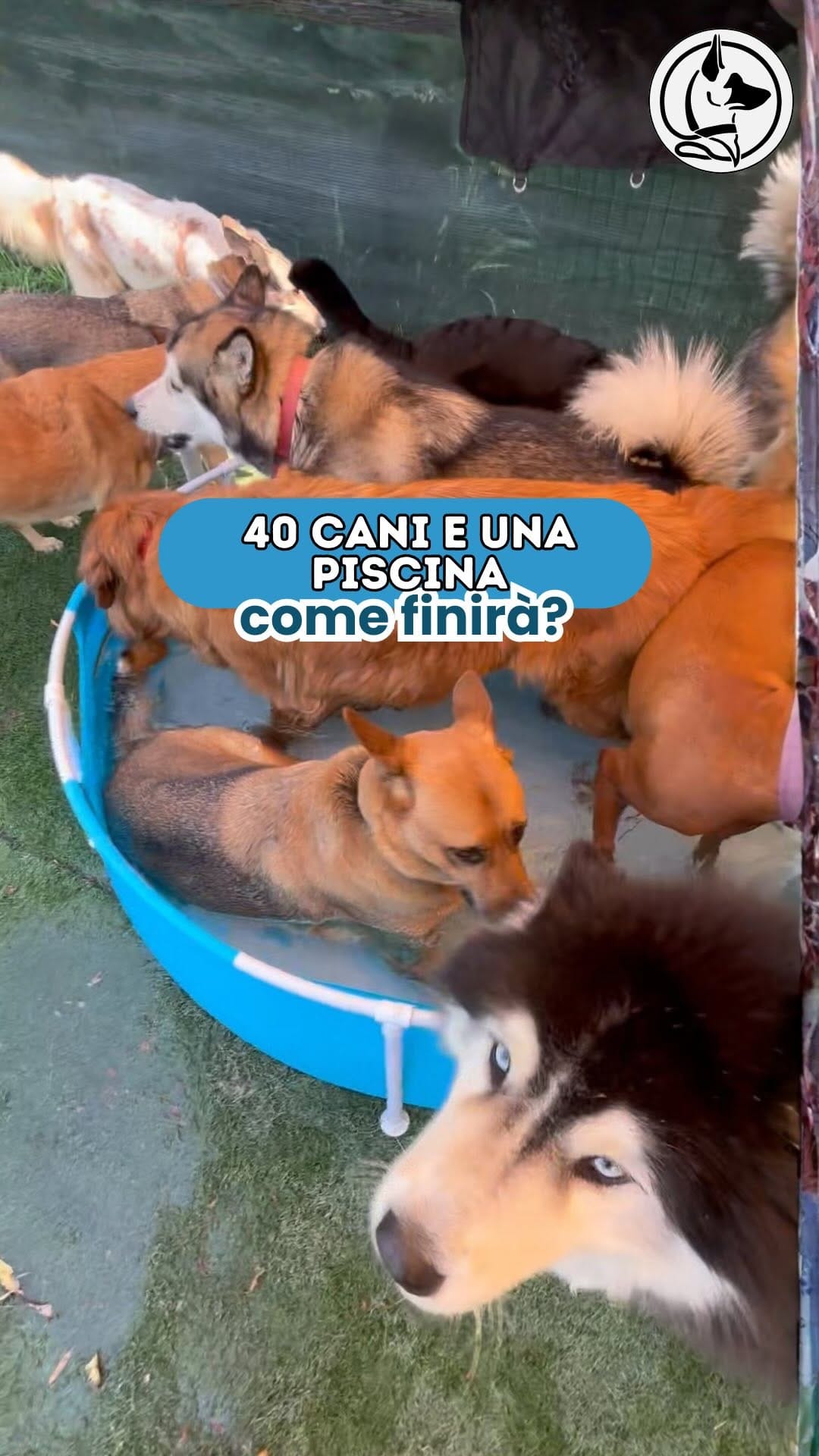 Post 2 by L’Asilo per cani di Alessandro il Dogsitter on Instagram (video)