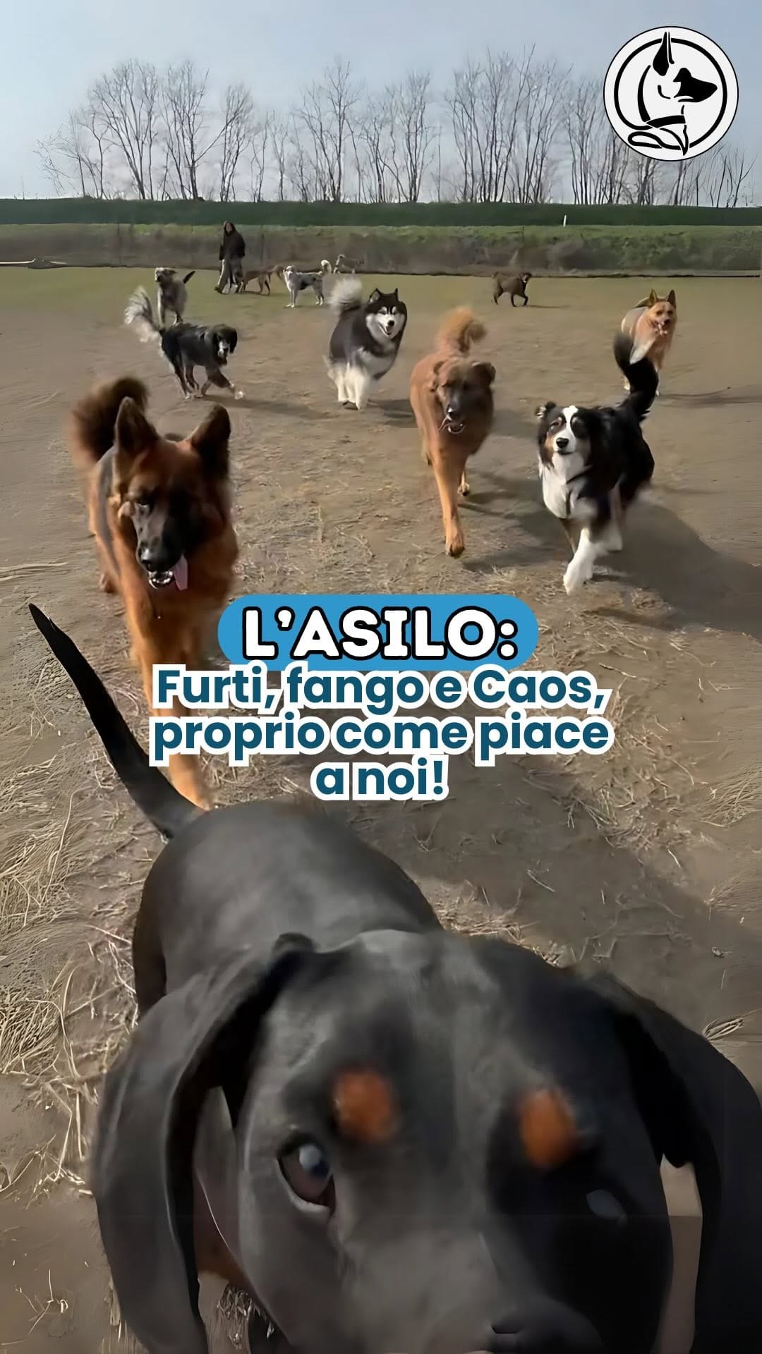 Post 10 by L’Asilo per cani di Alessandro il Dogsitter on Instagram (video)