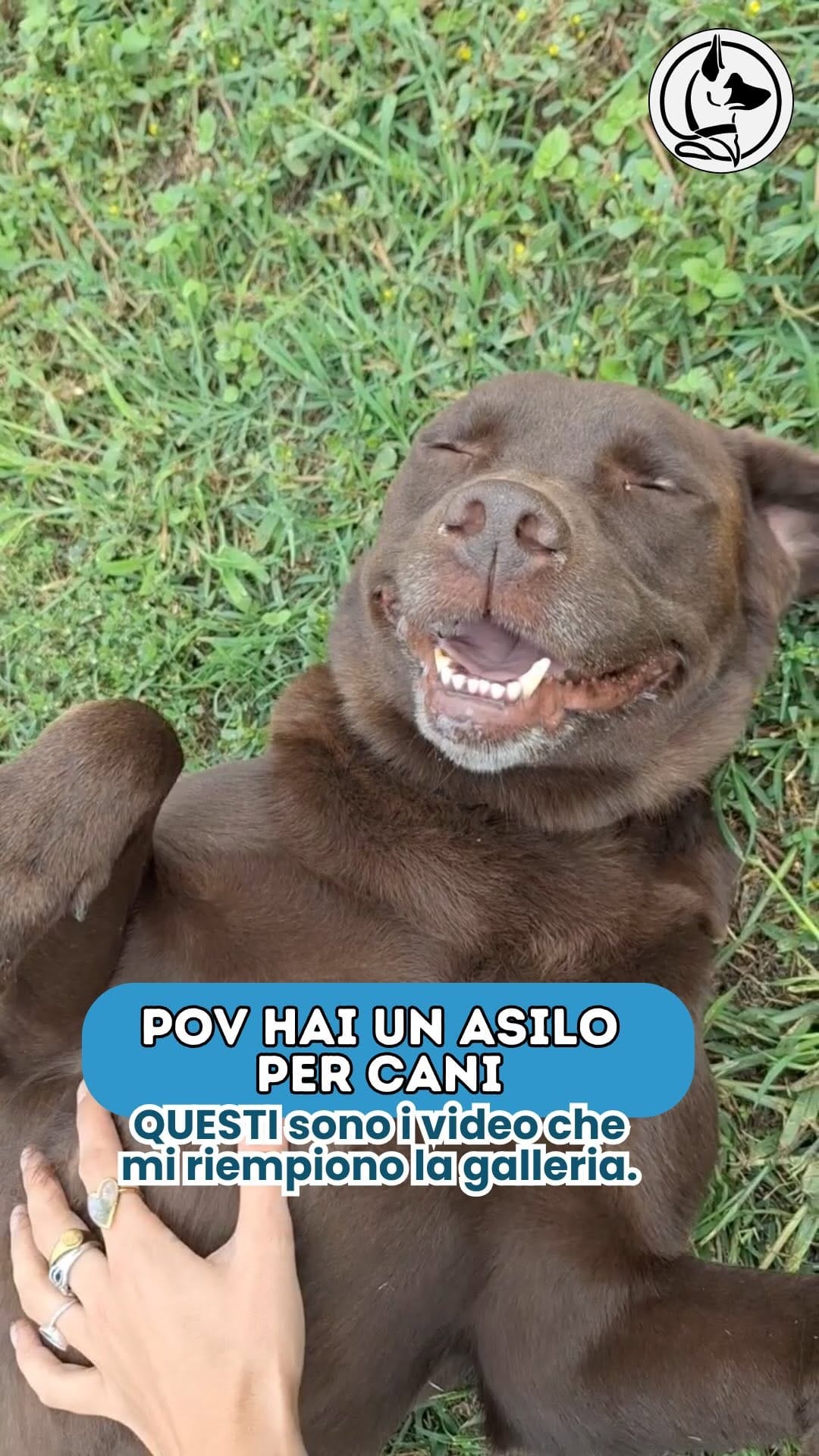 Post 5 by L’Asilo per cani di Alessandro il Dogsitter on Instagram (video)