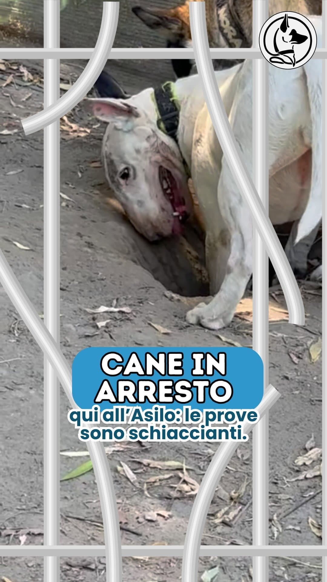 Post 3 by L’Asilo per cani di Alessandro il Dogsitter on Instagram (video)