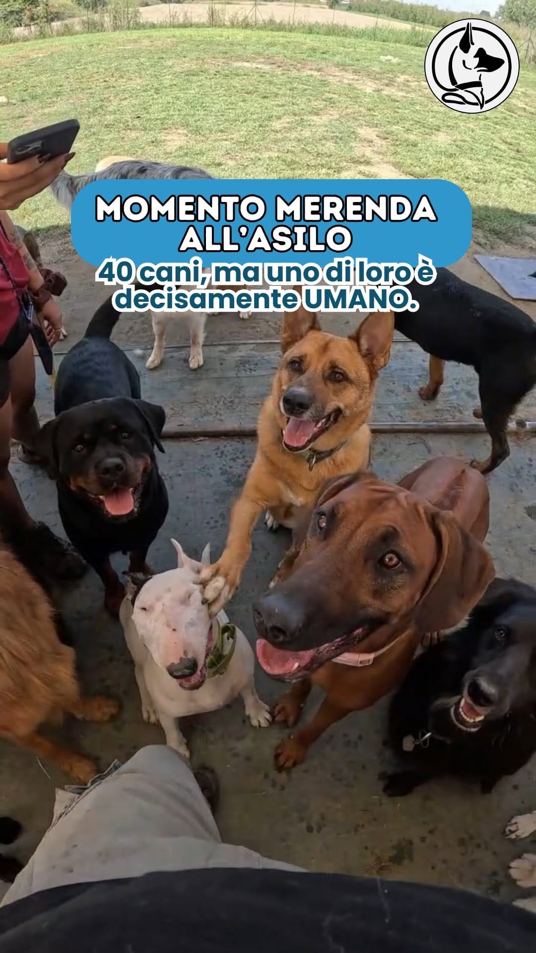 Post 7 by L’Asilo per cani di Alessandro il Dogsitter on Instagram (video)