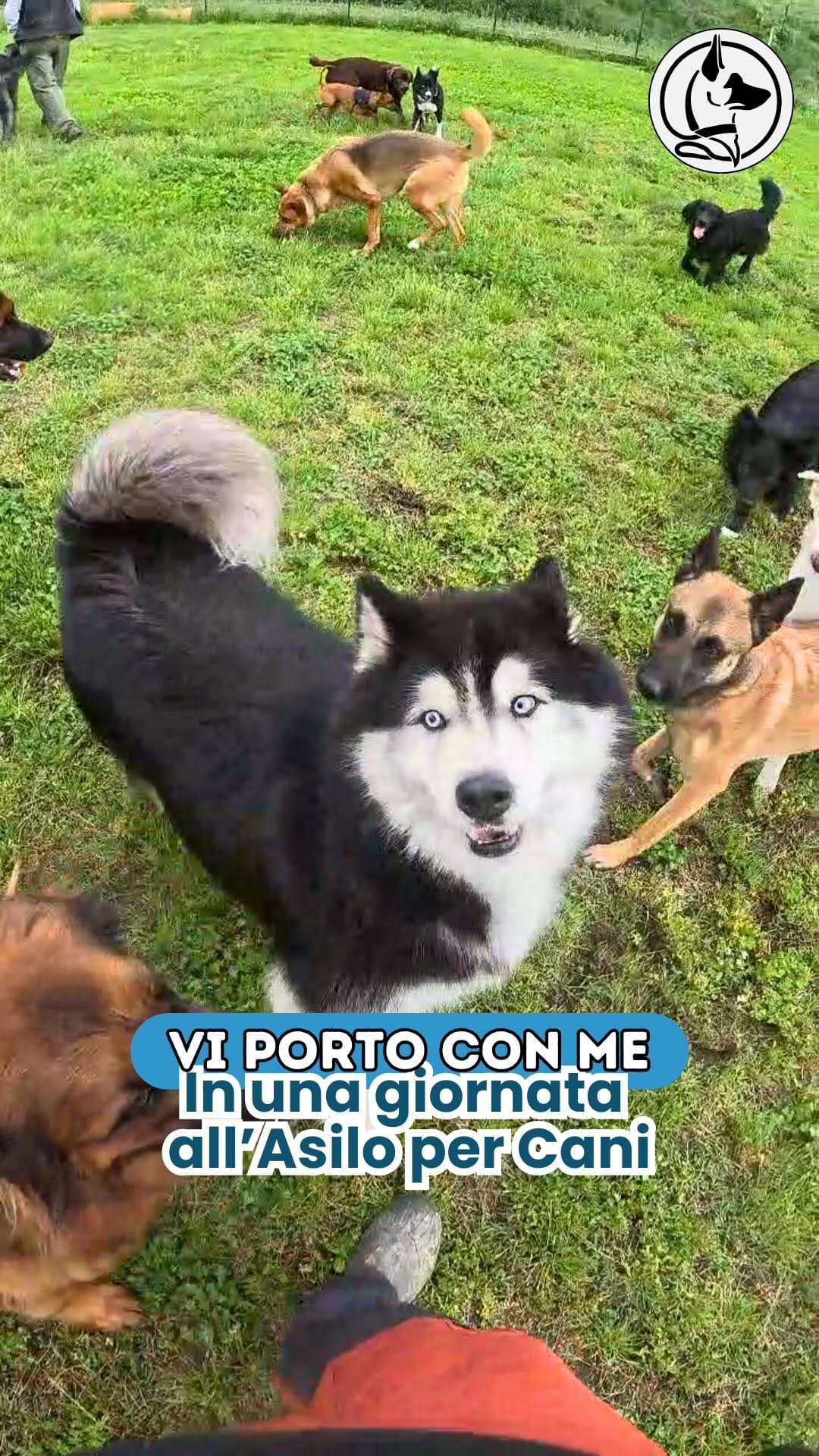 Post 9 by L’Asilo per cani di Alessandro il Dogsitter on Instagram (video)
