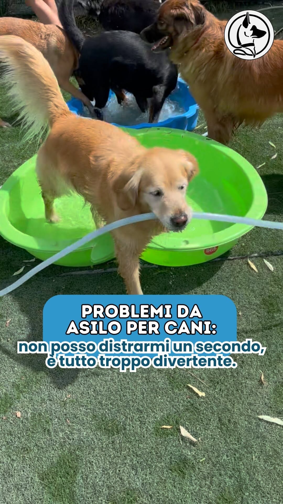 Post 4 by L’Asilo per cani di Alessandro il Dogsitter on Instagram (video)