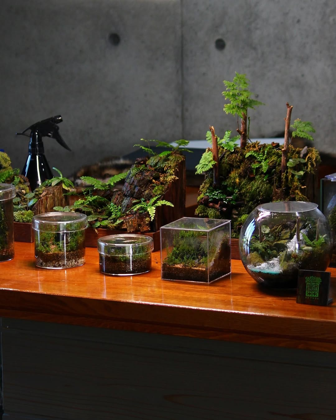 Post 9 by 温密林  terrariums on Instagram (carousel)