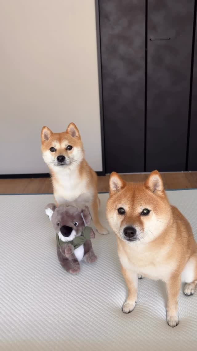 Post 4 by 豆柴ぽこ&まる on Instagram (video)