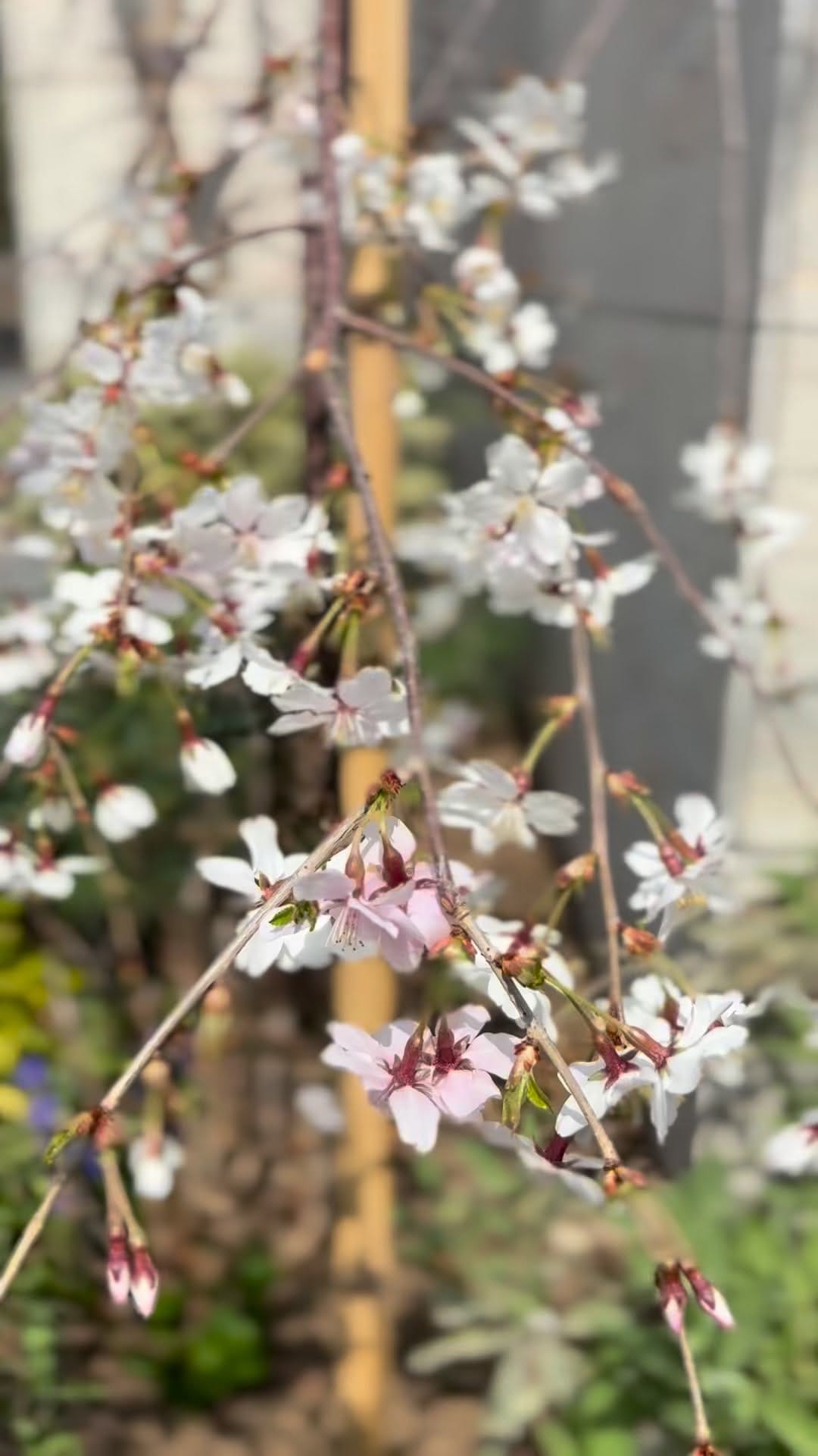 Post 5 by Keiko Irimajiri Kamachi on Instagram (video)