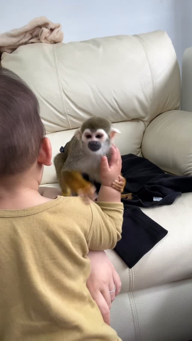 Post 2 by リスザルPiPi🐒💛 on Instagram (video)
