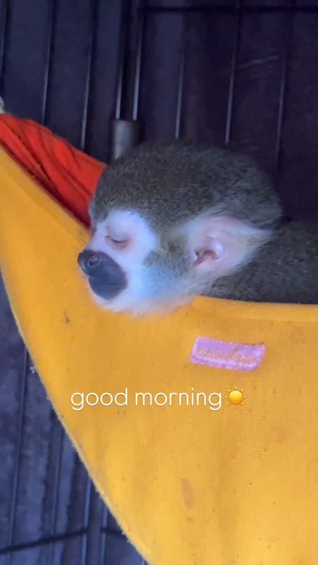 Post 4 by リスザルPiPi🐒💛 on Instagram (video)