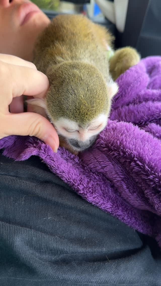 Post 1 by リスザルPiPi🐒💛 on Instagram (video)