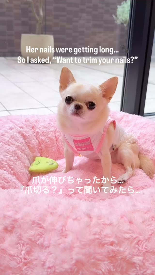 Post 2 by クリム　Kurimu on Instagram (video)