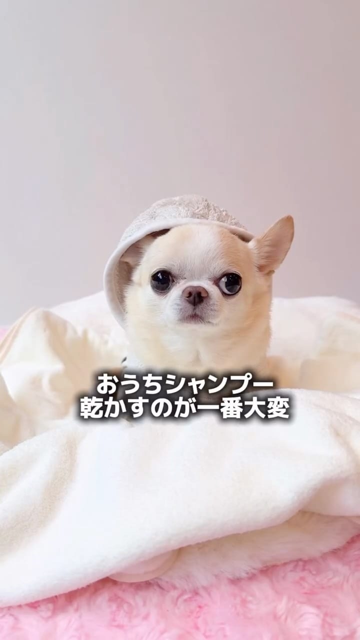 Post 1 by クリム　Kurimu on Instagram (video)