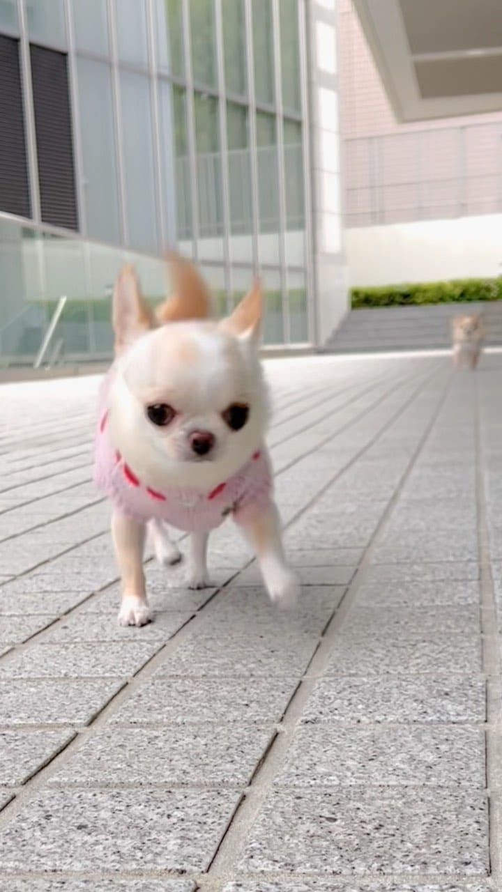 Post 10 by クリム　Kurimu on Instagram (video)