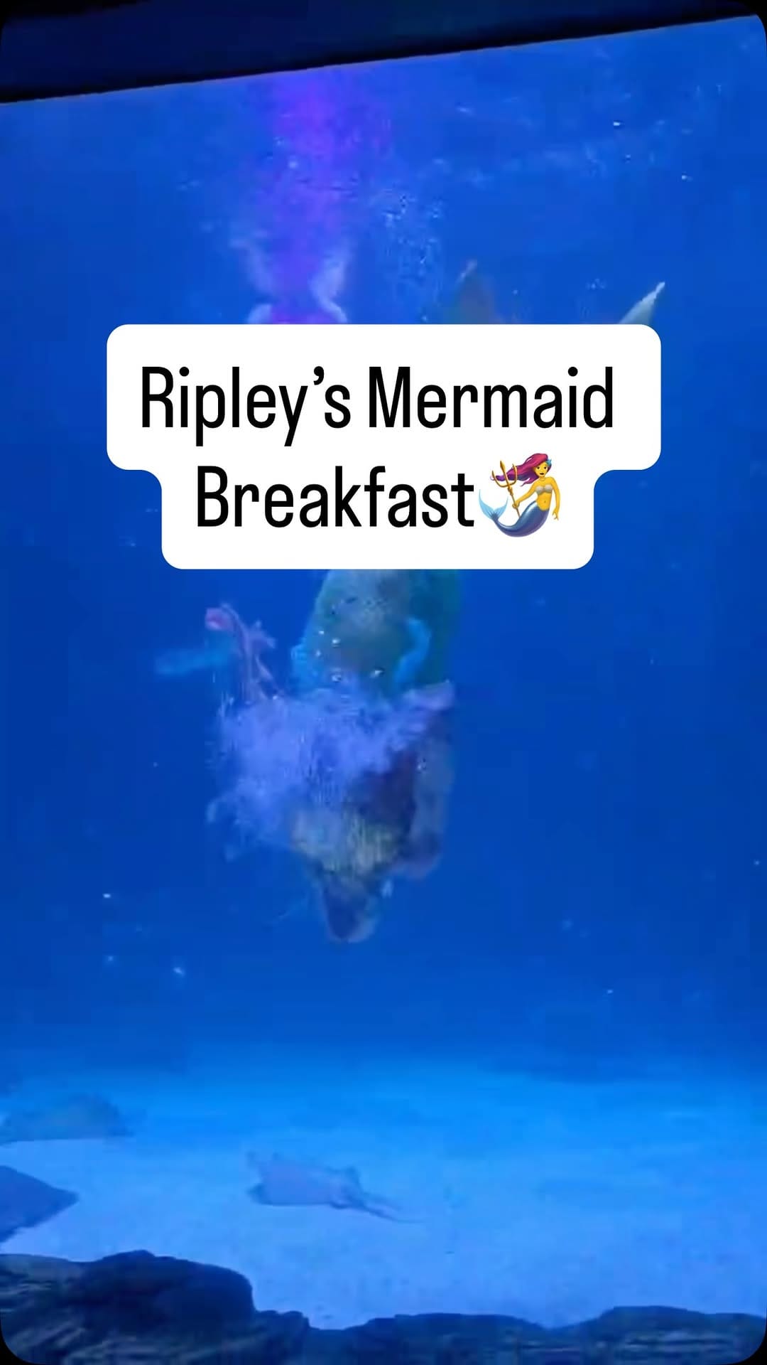 Post 9 by Ripley's Aquarium Myrtle Beach on Instagram (video)