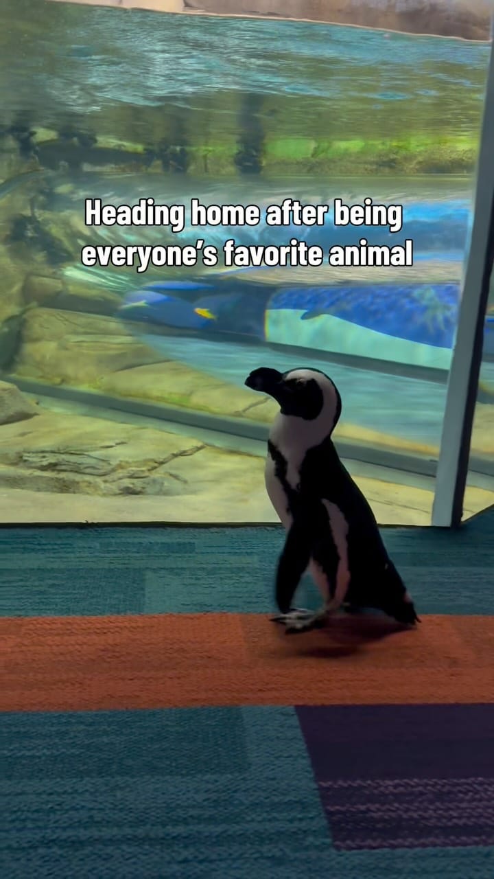 Post 1 by Ripley's Aquarium Myrtle Beach on Instagram (video)