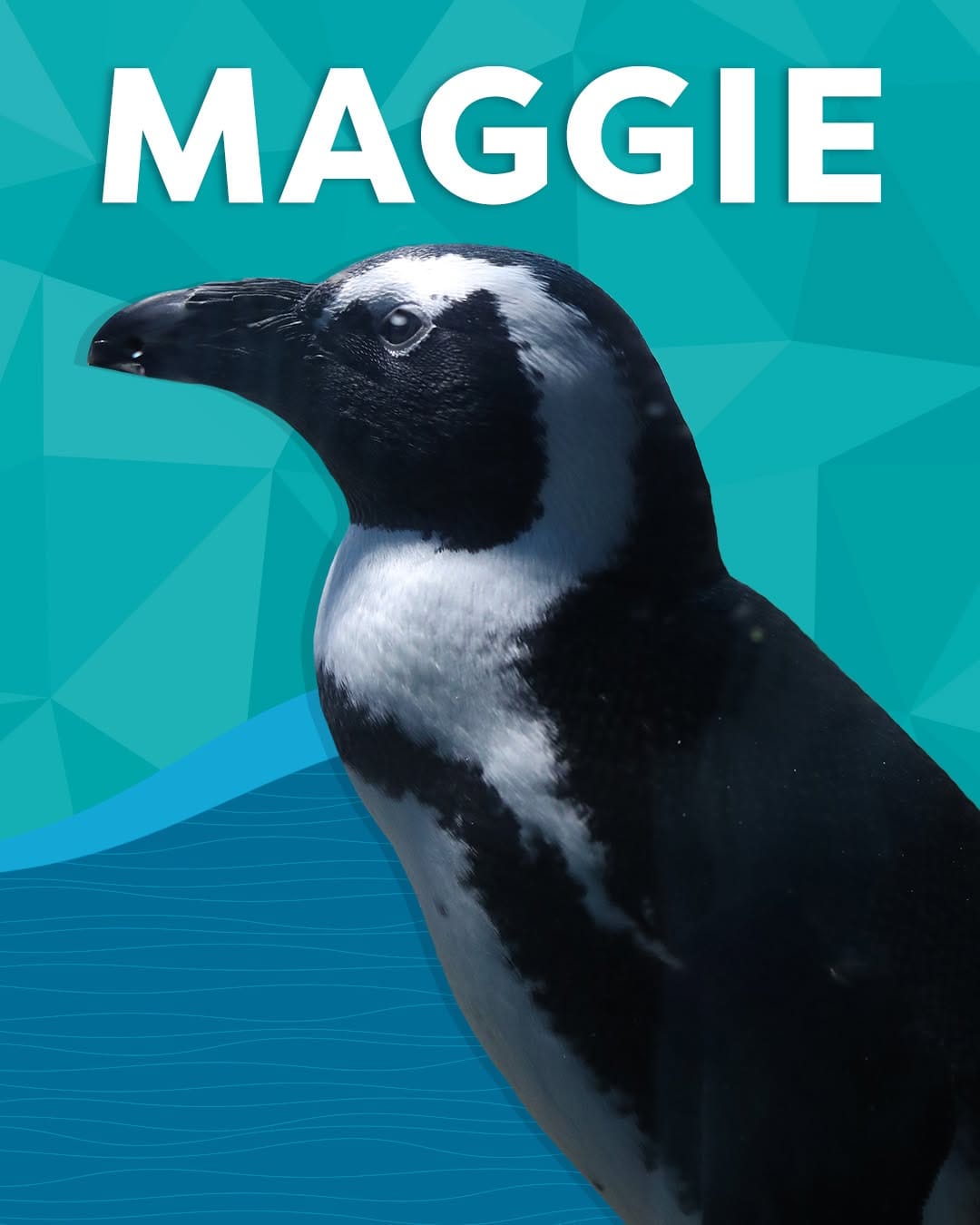Post 10 by Ripley's Aquarium Myrtle Beach on Instagram (image)