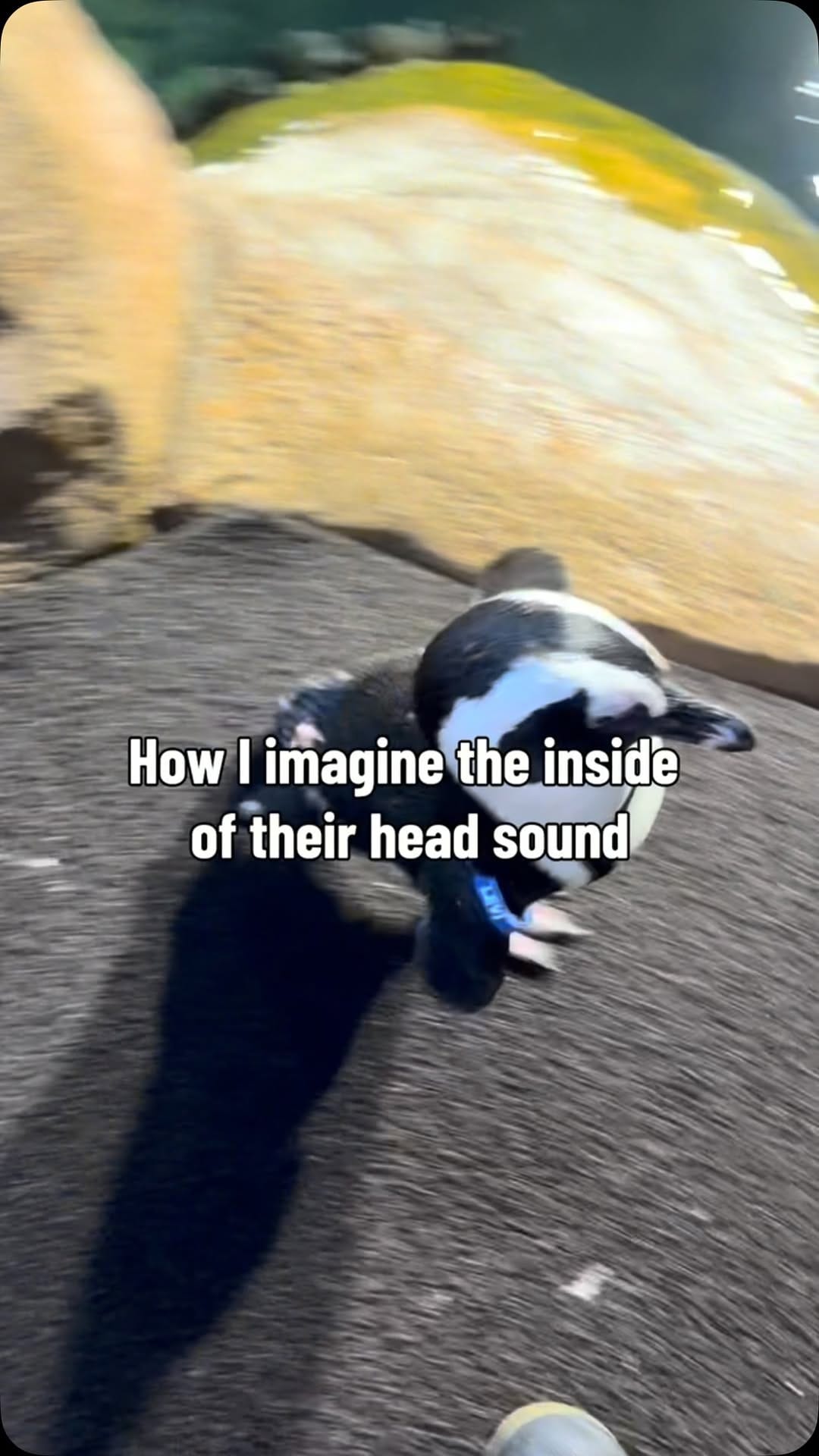 Post 5 by Ripley's Aquarium Myrtle Beach on Instagram (video)