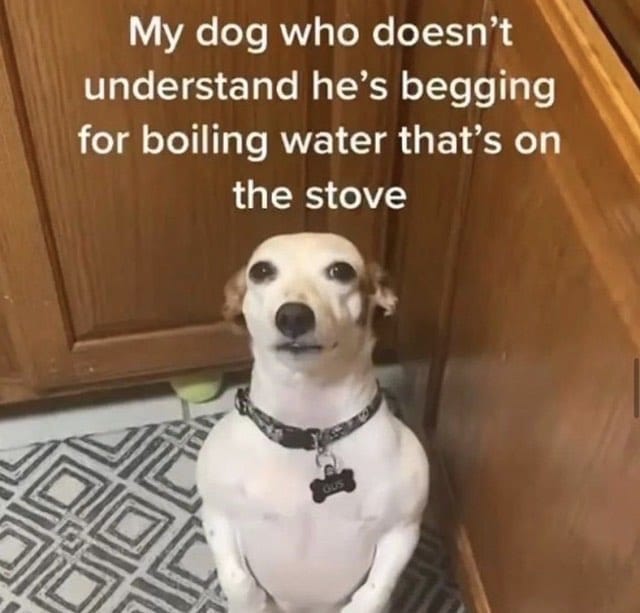 Post 8 by Master of Dog on Instagram (image)