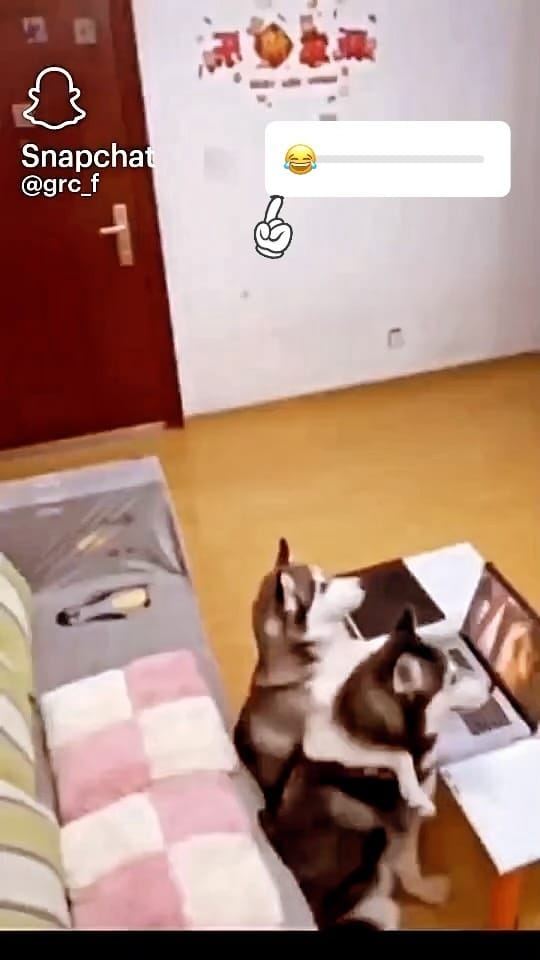 Post 10 by Master of Dog on Instagram (video)