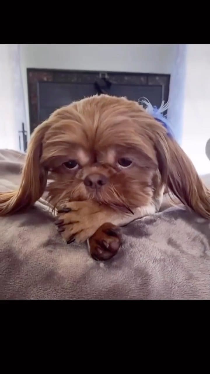 Post 6 by Master of Dog on Instagram (video)