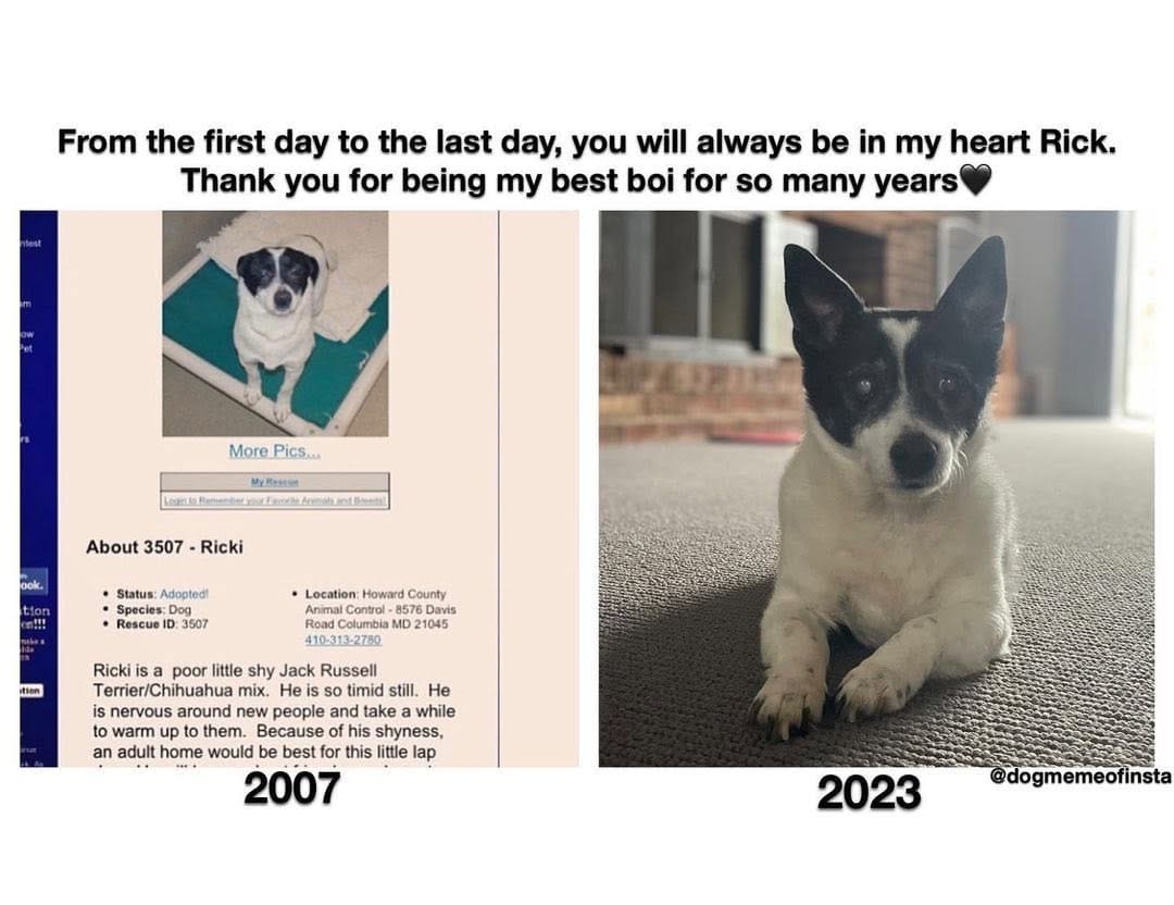 Post 5 by Master of Dog on Instagram (image)