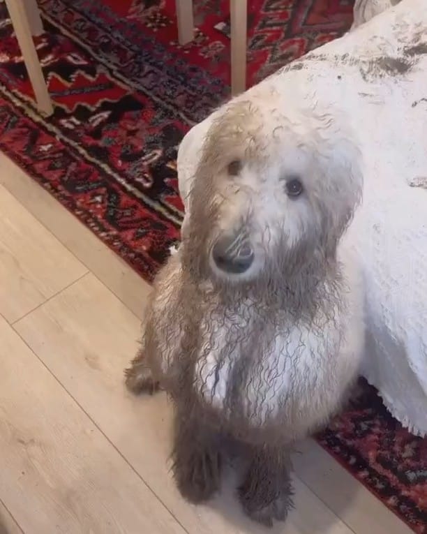 Post 9 by Master of Dog on Instagram (video)