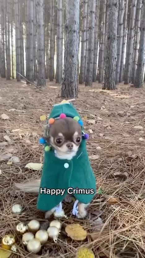 Post 7 by Master of Dog on Instagram (video)