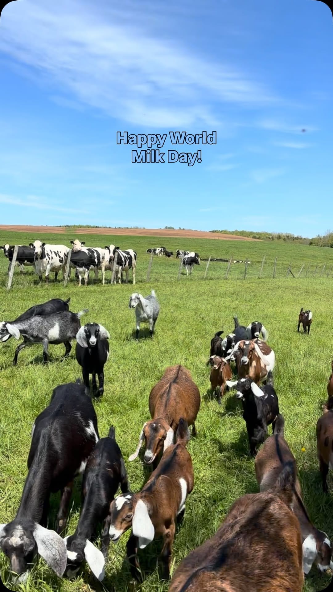 Post 7 by Green Oaks Nubians, Goats & Goat Milk Body Products on Instagram (video)