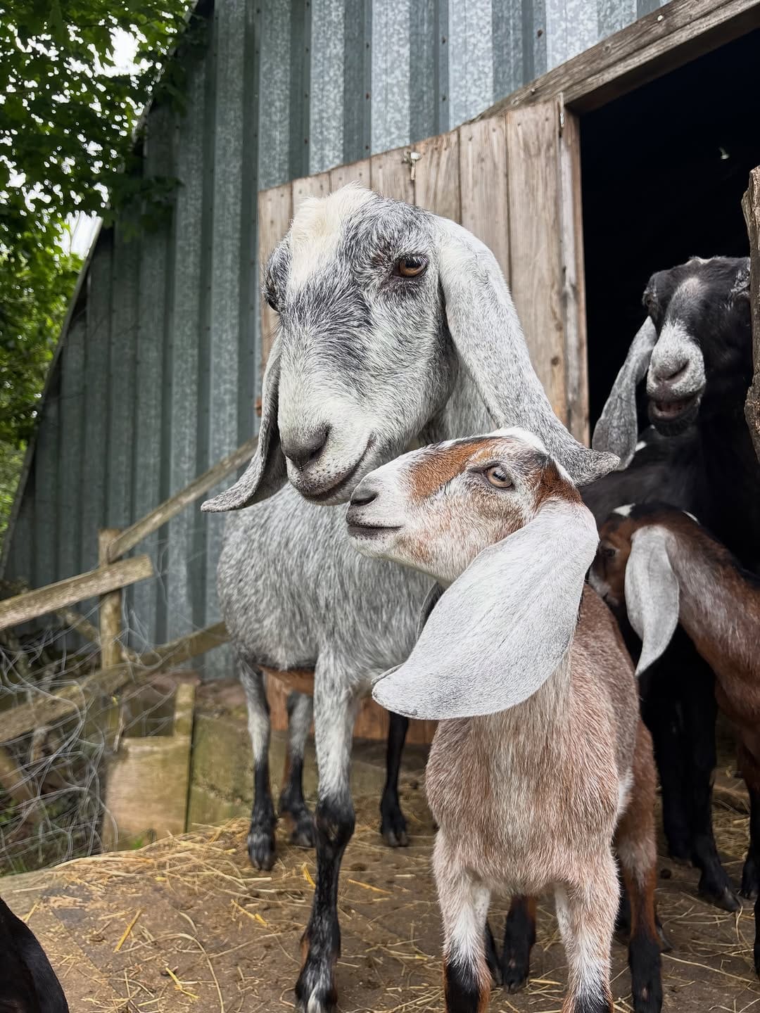 Post 3 by Green Oaks Nubians, Goats & Goat Milk Body Products on Instagram (carousel)