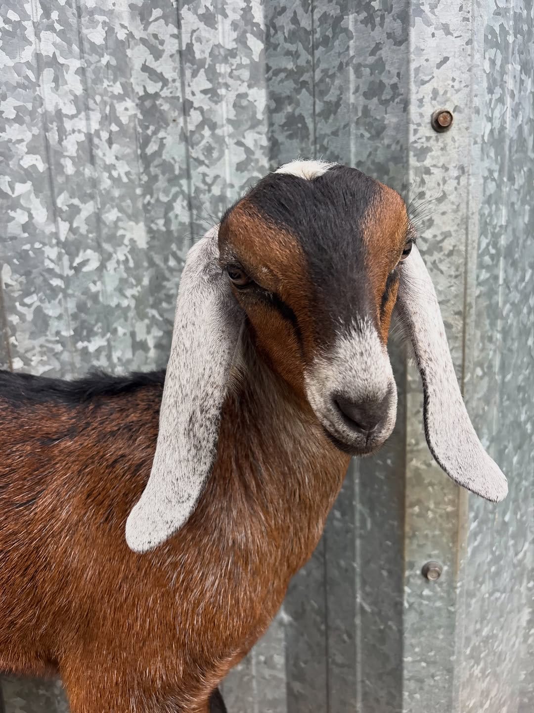 Post 1 by Green Oaks Nubians, Goats & Goat Milk Body Products on Instagram (image)