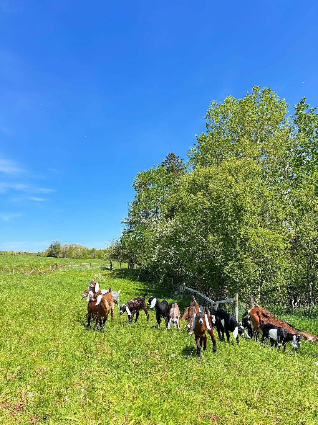 Post 6 by Green Oaks Nubians, Goats & Goat Milk Body Products on Instagram (image)