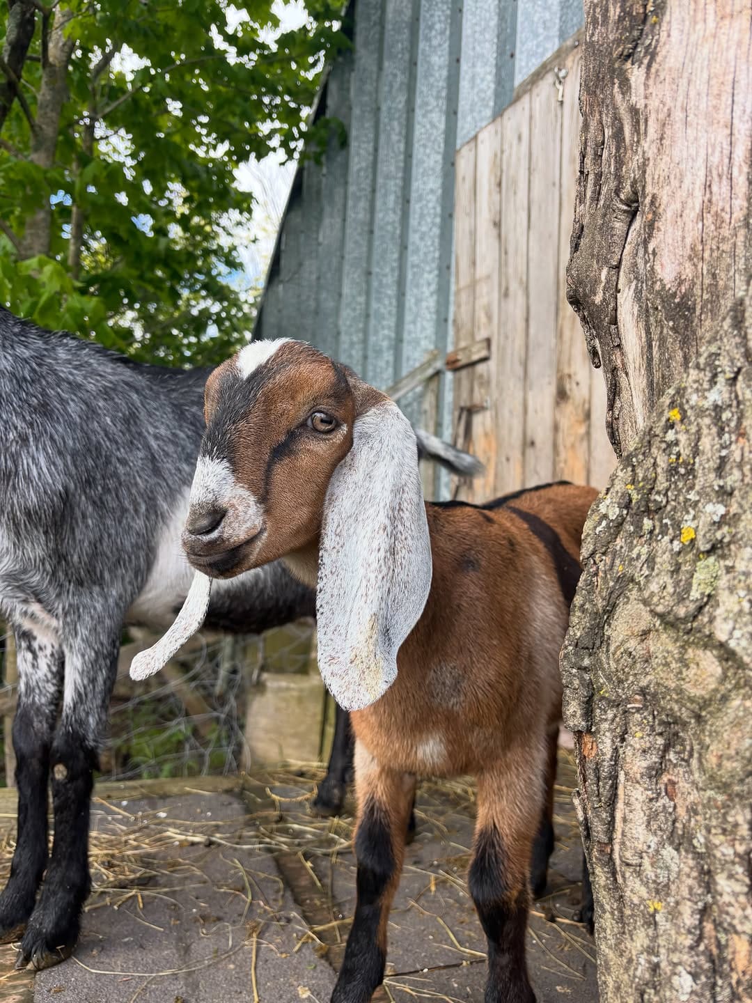 Post 5 by Green Oaks Nubians, Goats & Goat Milk Body Products on Instagram (carousel)