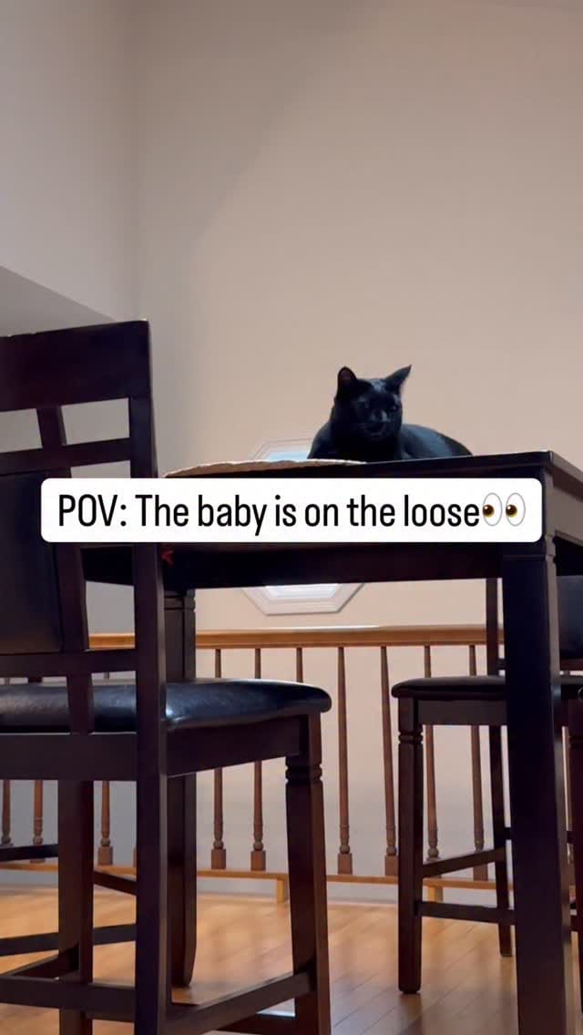 Post 7 by Emi & Odin - Relatable Cat Humor on Instagram (video)