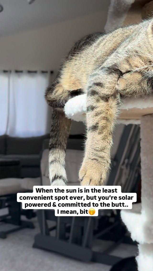 Post 4 by Emi & Odin - Relatable Cat Humor on Instagram (video)