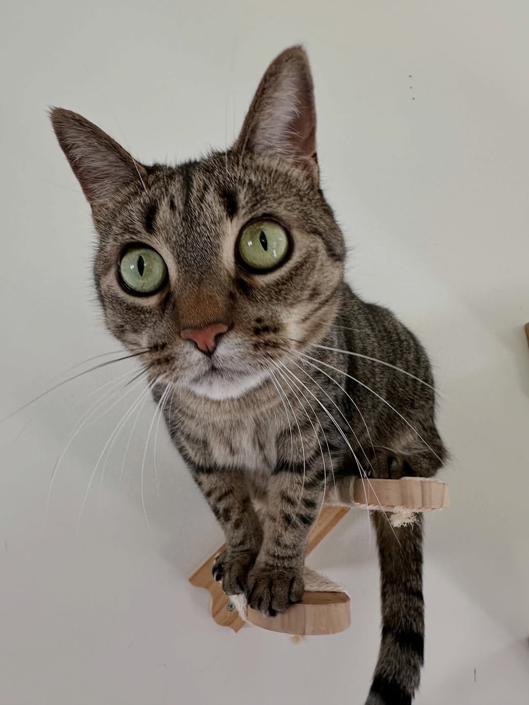 Post 5 by Emi & Odin - Relatable Cat Humor on Instagram (image)