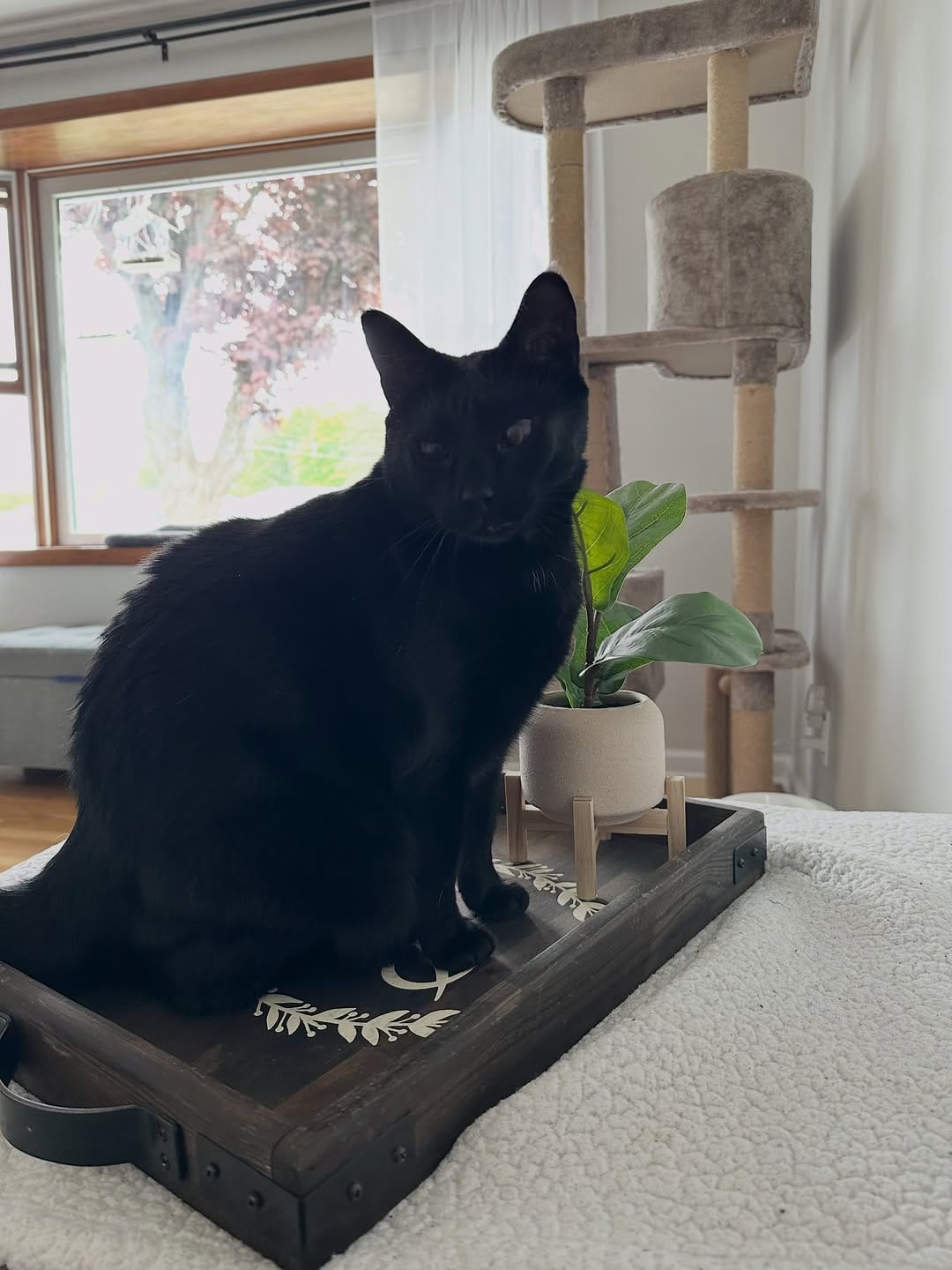 Post 6 by Emi & Odin - Relatable Cat Humor on Instagram (image)