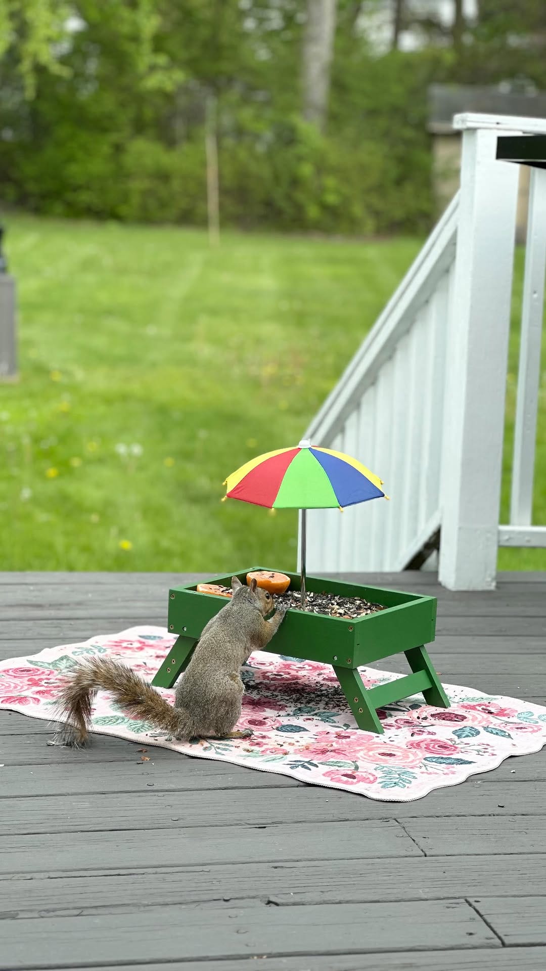 Post 10 by Emi & Odin - Relatable Cat Humor on Instagram (video)