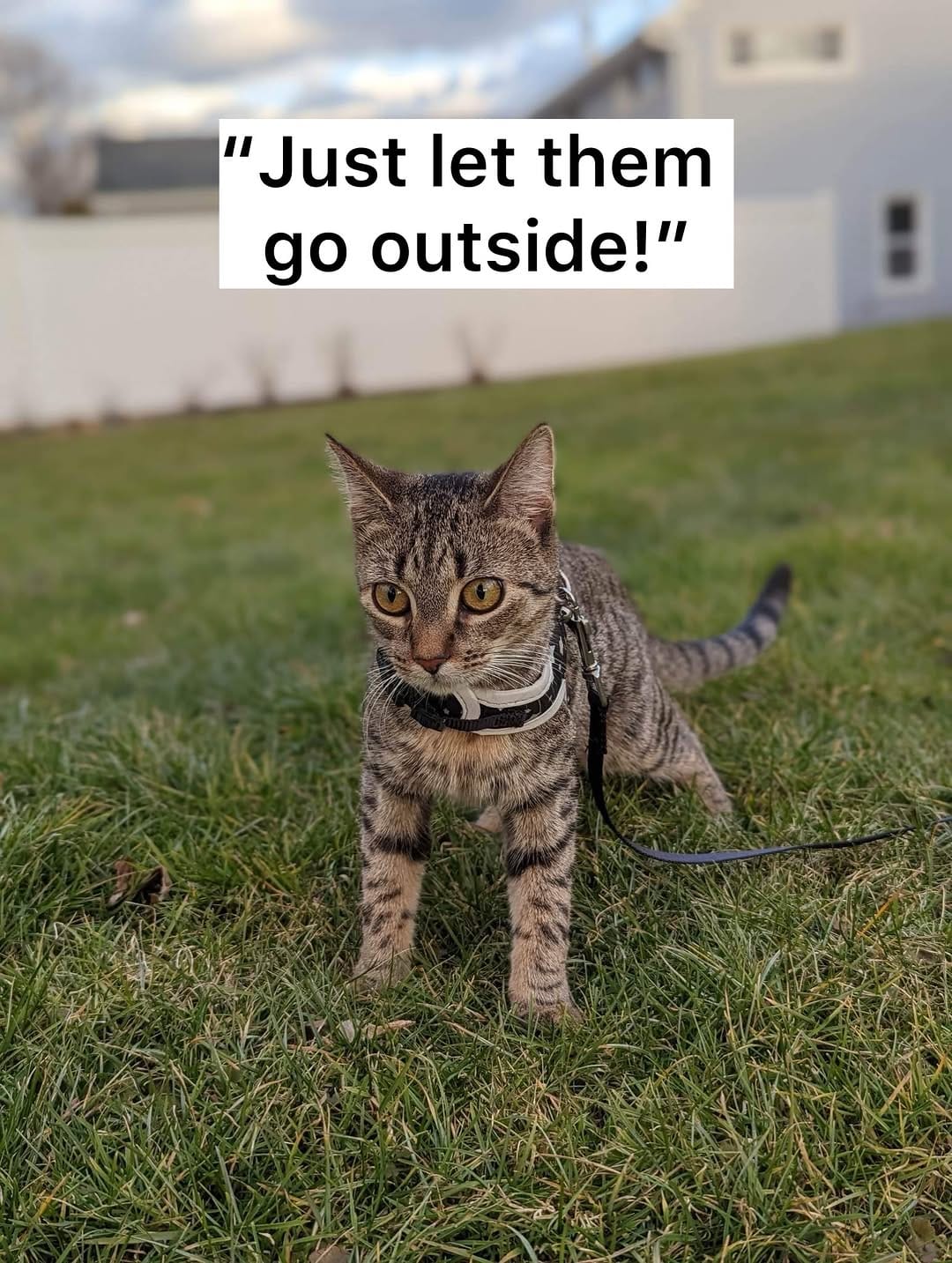 Post 3 by Emi & Odin - Relatable Cat Humor on Instagram (carousel)