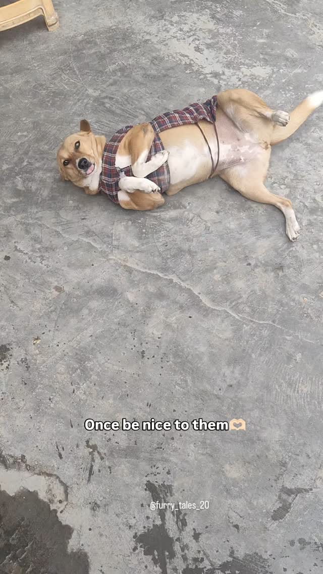Post 8 by I'm here to help voiceless on Instagram (video)