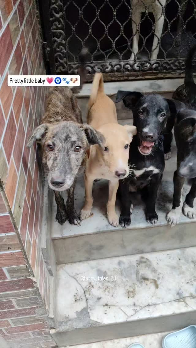 Post 7 by I'm here to help voiceless on Instagram (video)