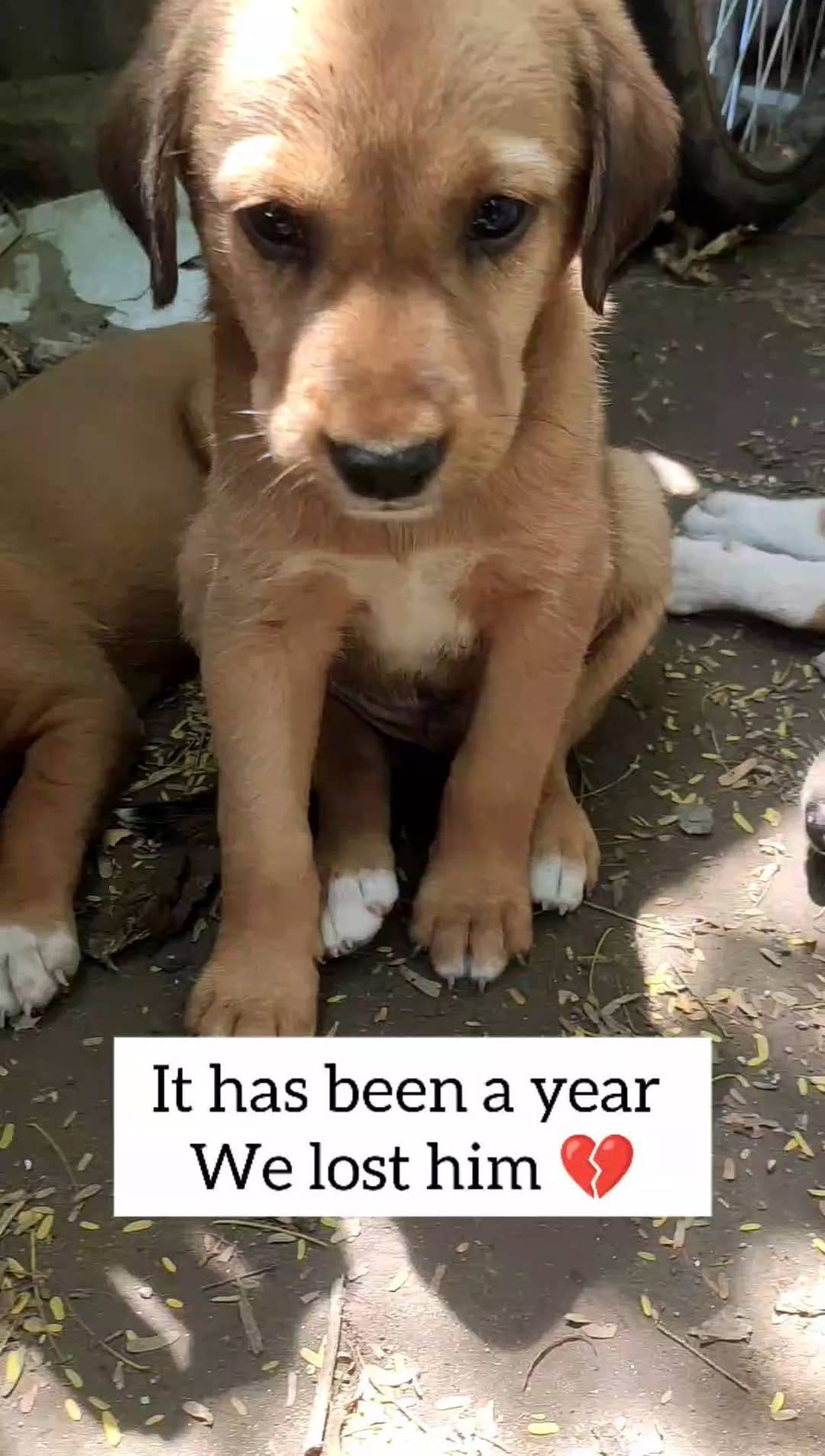 Post 10 by I'm here to help voiceless on Instagram (video)