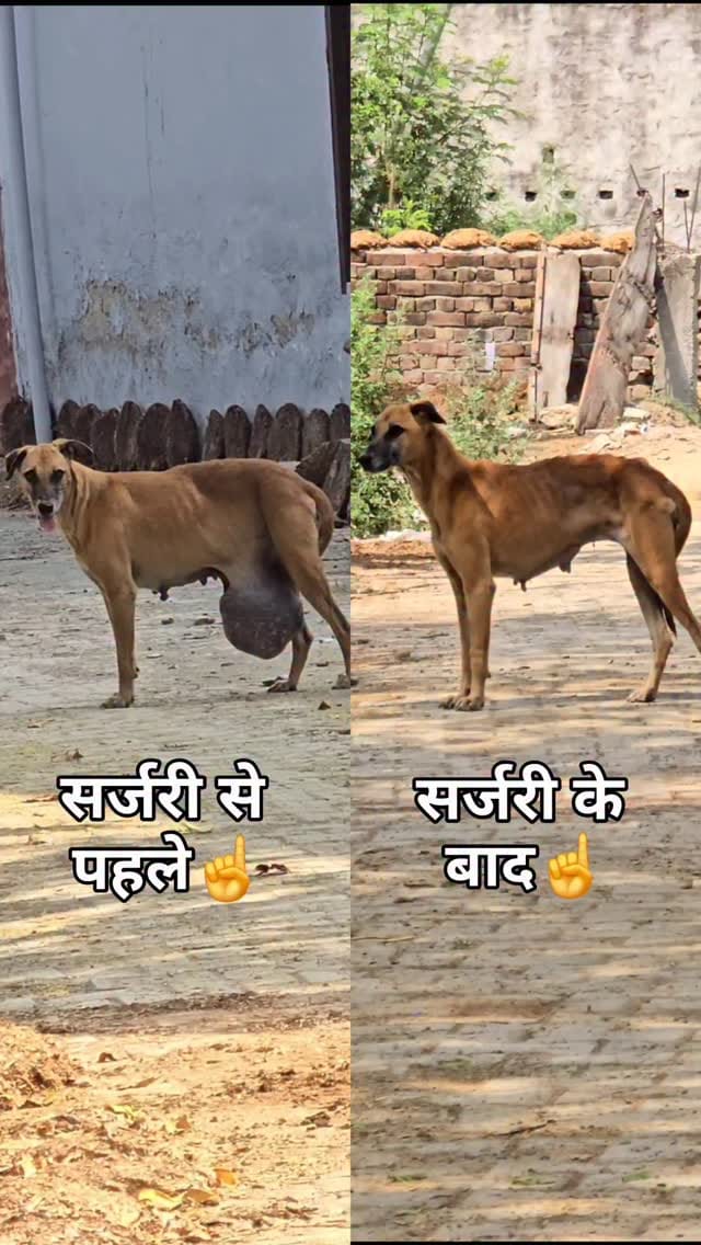 Post 10 by 🇮🇳 नीटू राठी 🇮🇳 on Instagram (video)